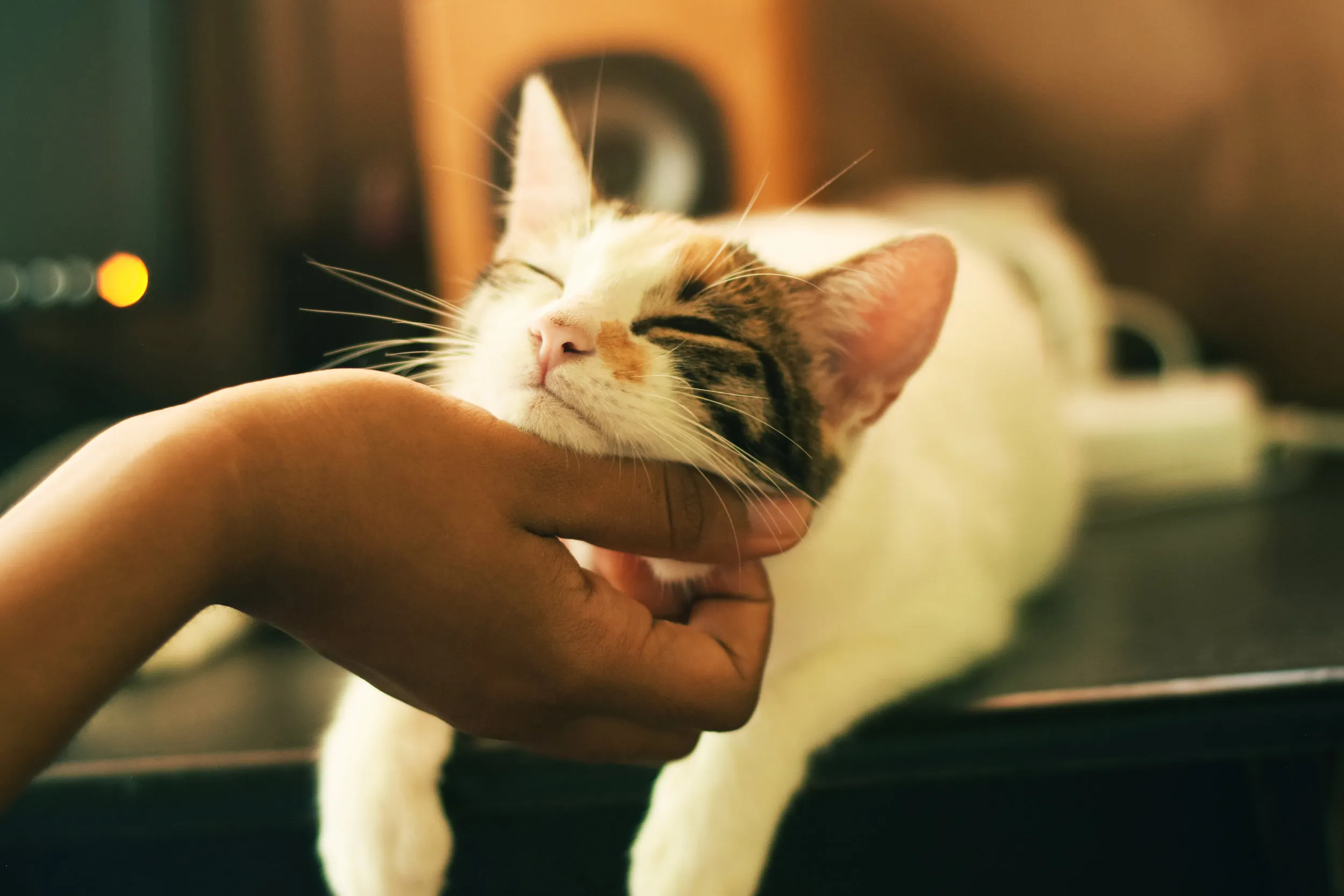 Improving the Quality of Life The Role of Technology in Palliative Care for Terminal Pets