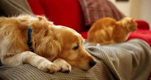 Palliative care for terminal pets