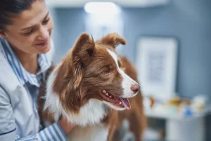 Discover the Best Way to Give Your Pets Pills With Ease