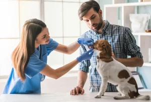 best way to give pets pills